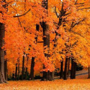 Meet your Posher, Penelope